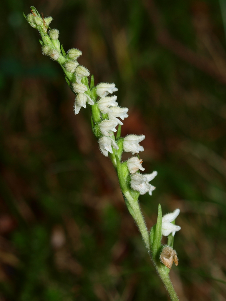 Chiedo conferma per Goodyera repens